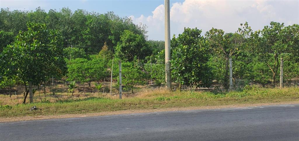 Cần bán 4700m2 đất trồng cây mặt tiền nhựa bourbon, huyện tân biên, tây ninh. 7,2 tỷ (tl)