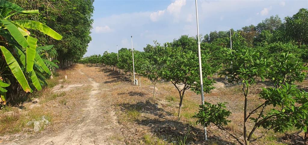 Cần bán 4700m2 đất trồng cây mặt tiền nhựa bourbon, huyện tân biên, tây ninh. 7,2 tỷ (tl)