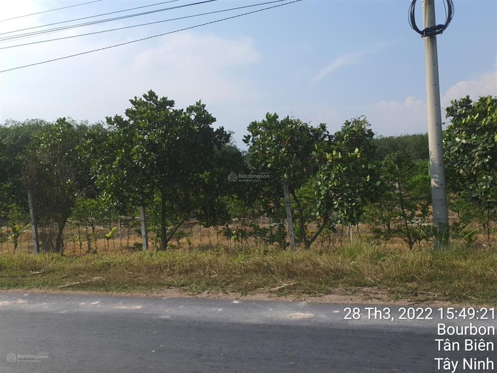 Cần bán 4700m2 đất trồng cây mặt tiền nhựa bourbon, huyện tân biên, tây ninh. 7,2 tỷ (tl)
