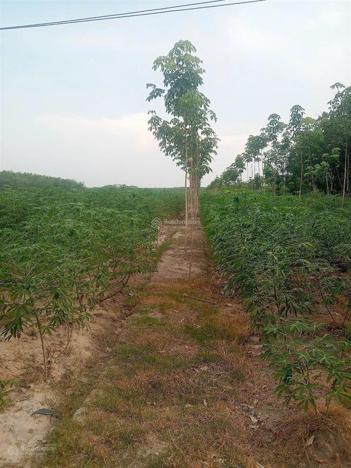 Bán 3 hecta đất cao su xã tân hoà, tây ninh. giá 5,6 tỷ (tl)