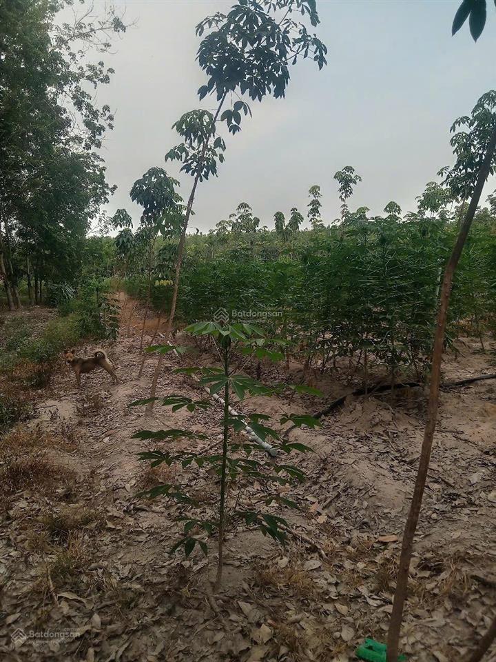 Bán 3 hecta đất cao su xã tân hoà, tây ninh. giá 5,6 tỷ (tl)