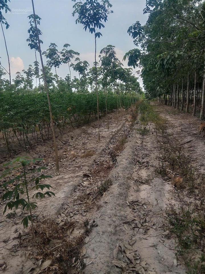 Bán 3 hecta đất cao su xã tân hoà, tây ninh. giá 5,6 tỷ (tl)