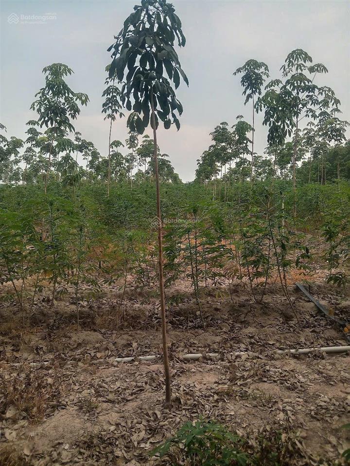 Bán 3 hecta đất cao su xã tân hoà, tây ninh. giá 5,6 tỷ (tl)
