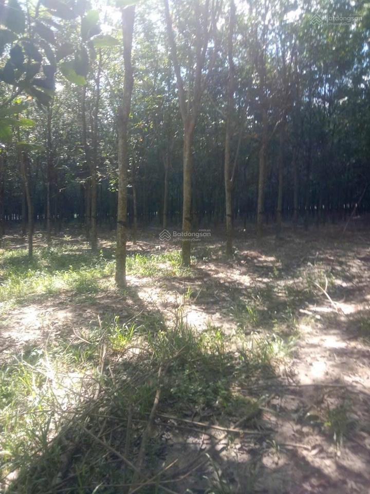 Bán 5 hecta cao su đang khai thác năm 3 tại xã tân hoà, tây ninh. giá 11 tỷ