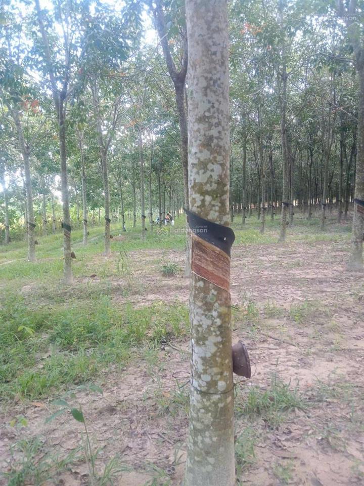 Bán 5 hecta cao su đang khai thác năm 3 tại xã tân hoà, tây ninh. giá 11 tỷ