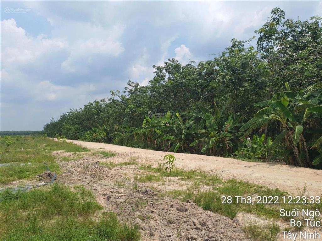 Bán 5 hecta cao su đang khai thác năm 3 tại xã tân hoà, tây ninh. giá 11 tỷ