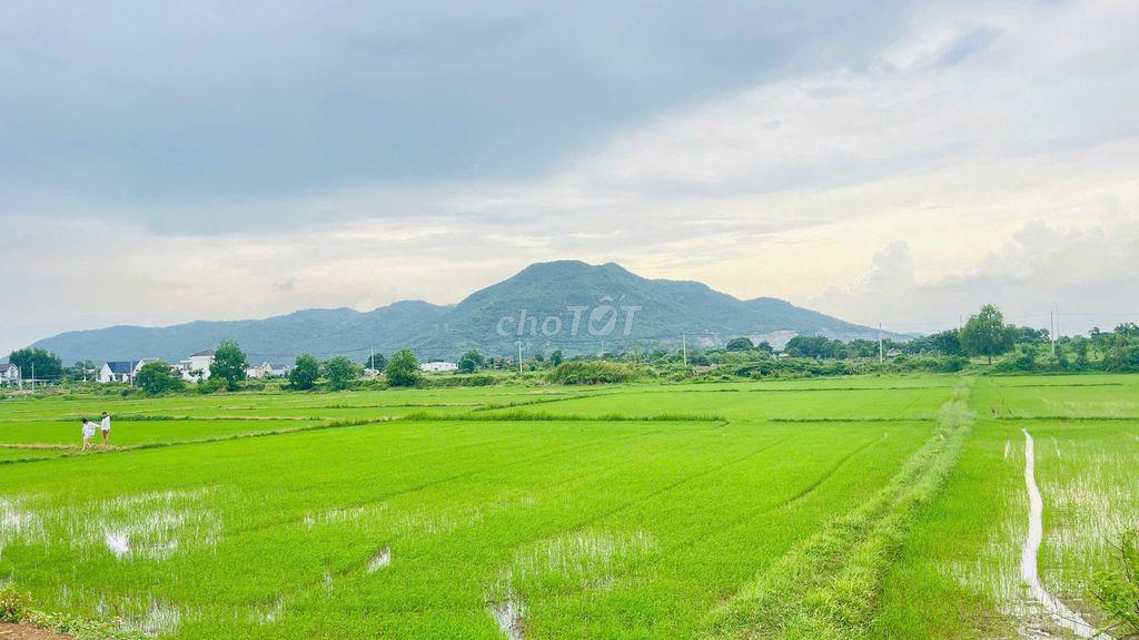 BÁN ĐẤT HÒA LONG BÀ RỊA VŨNG TÀU