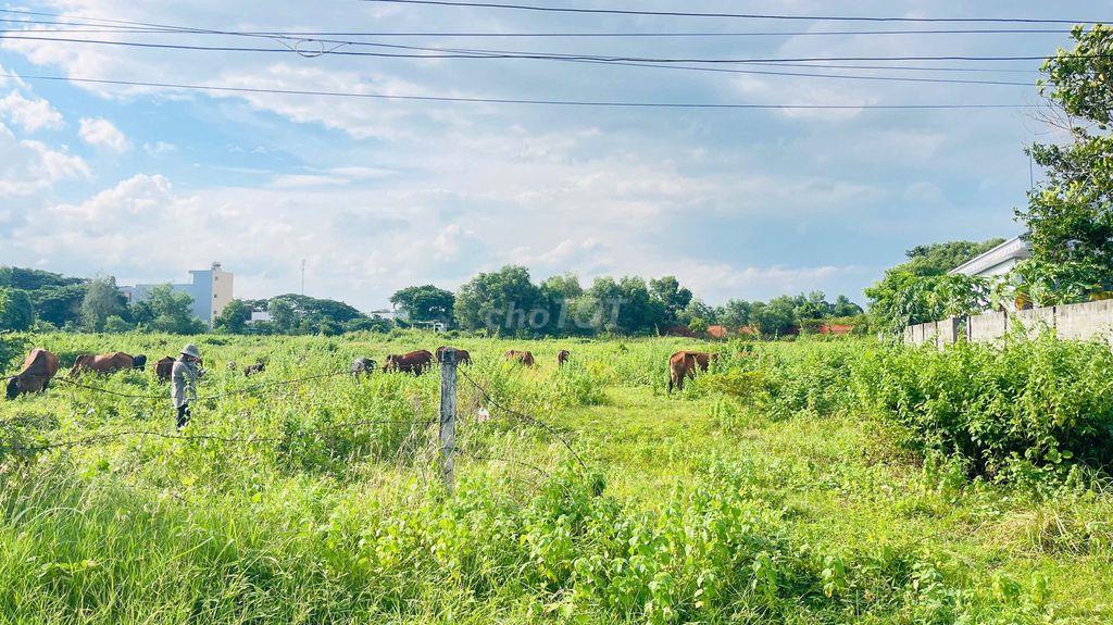 BÁN ĐẤT HÒA LONG BÀ RỊA VŨNG TÀU