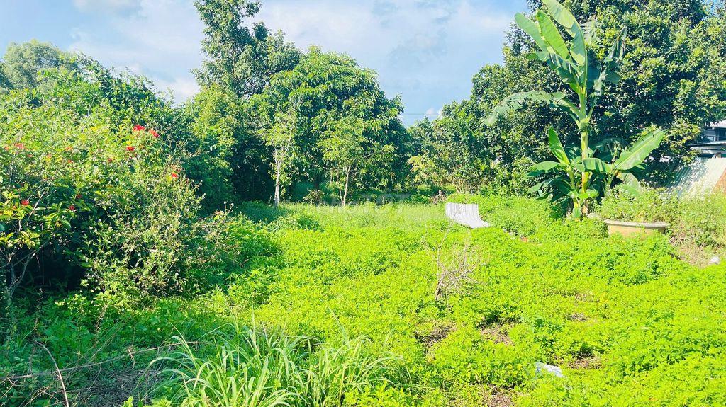 BÁN ĐẤT HÒA LONG BÀ RỊA VŨNG TÀU