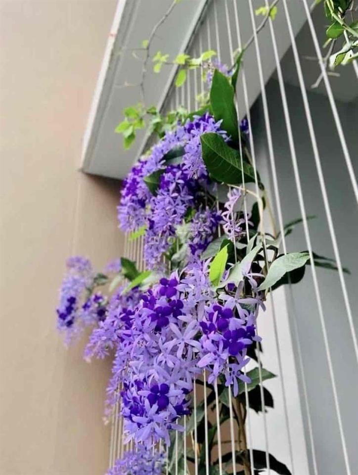 NHÀ RỘNG, H. XE BÁN TẢI, 4x 14m, 2M. LẠNH TỦ LẠNH… ở và Làm việc OK