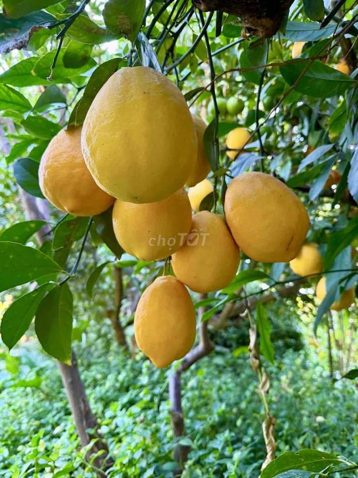 NHÀ MỚI XINH, 1 TRỆT 1 LẦU, SÂN ĐỂ XE, ở tiện Vc Son, 2 chị em OK