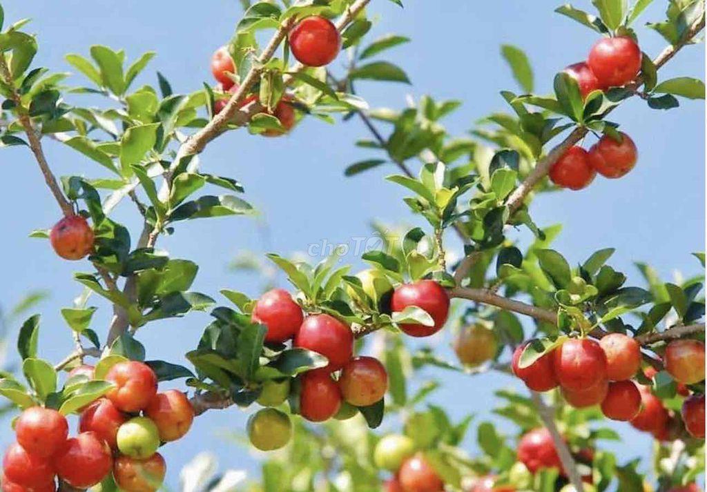 NHÀ RỘNG, HẺM THOÁNG GẦN MT, 1 TRỆT 1 LẦU, 1 LỬNG, SÂN THƯỢNG OK 🍃🍃