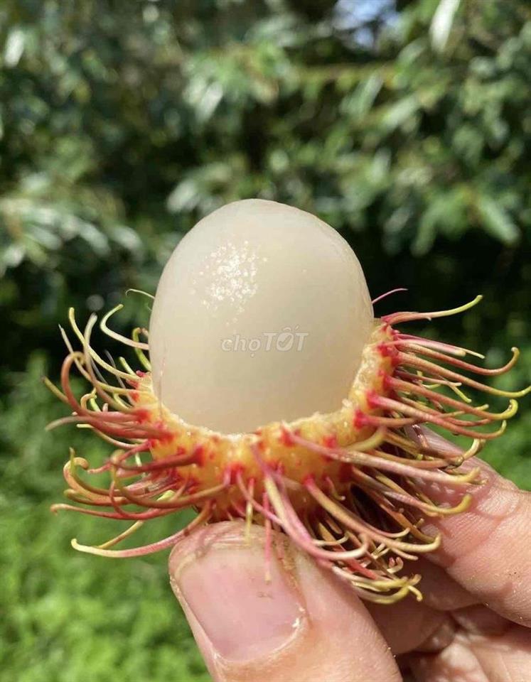 NHÀĐẸP Q3, 1TRỆT 2TẦNG SÂN THƯỢNG, 4P. NGỦ Ở VÀ ĐI LÀM OK 🫰🫰