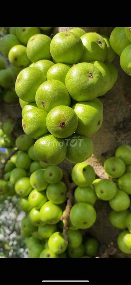 NHÀ MỚI Q1, 2 LẦU + SÂN THƯỢNG 2P. NGỦ, N. THẤT CƠ BẢN ở 3-4ng Ok
