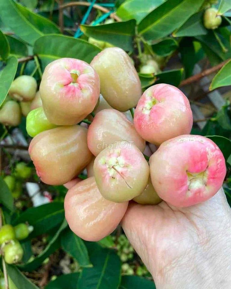 MẶT TIỀN KD SẦM UẤT Q3, giá BÌNH DÂN, 1 TRỆT 1L 2P. NGỦ ở va Kd NGON