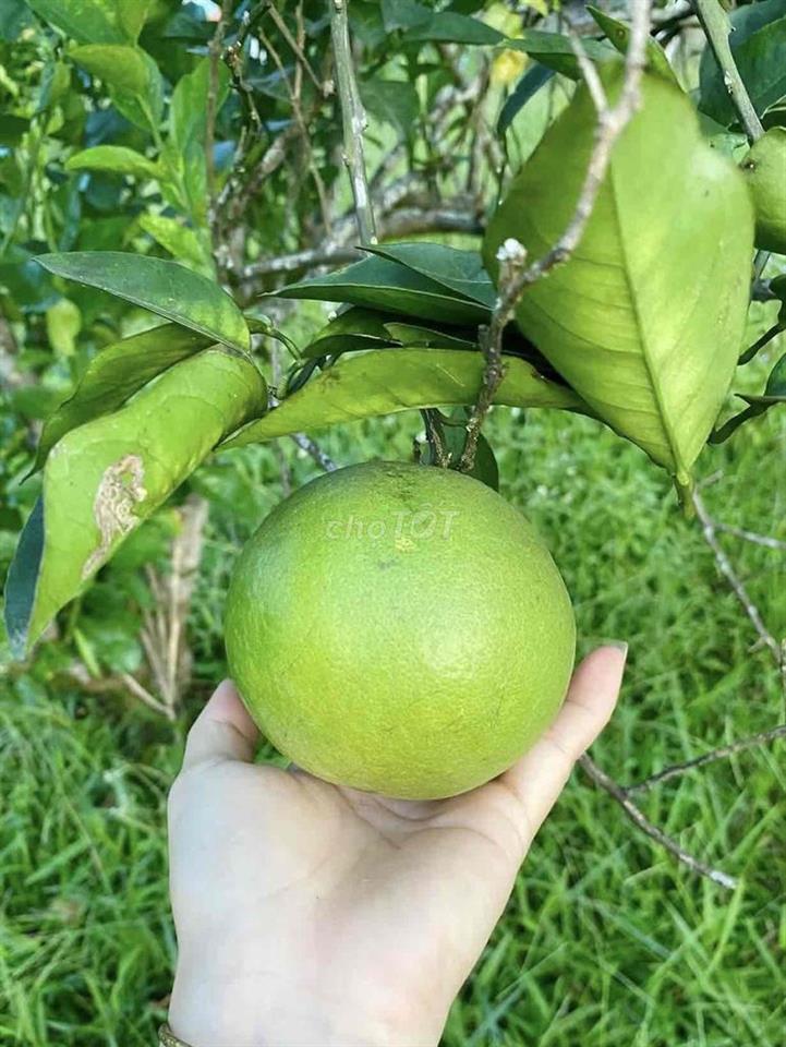 NHÀ MỚI RỘNG, gần chợ BÀ CHIỂU, PDLuu & Q1, 1 TRỆT 1 LẦU, ở & lv OK