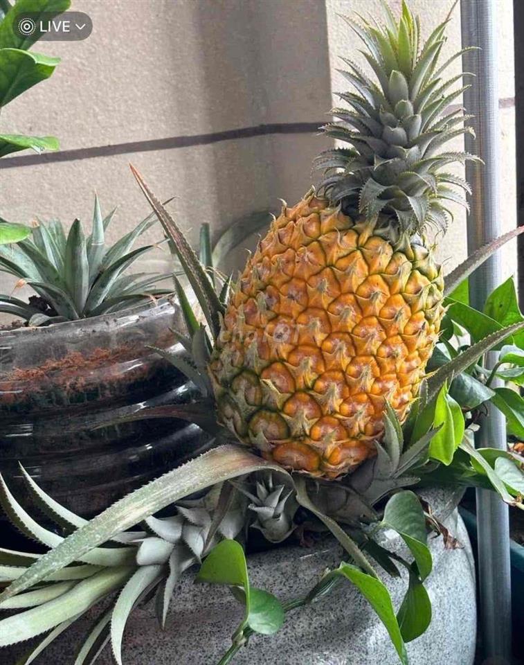 NHÀ THOÁNG SÁNG, giá Bình Dân, 1 TRỆT 1 LẦU, gần chợ Bà Chiểu OK