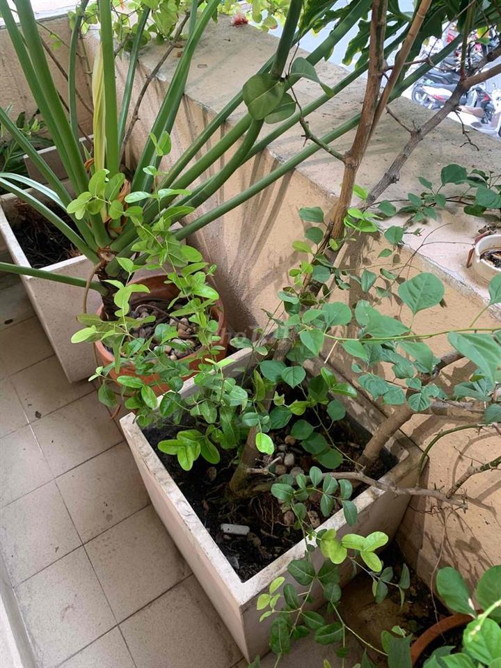 NHÀ RỘNGTHOÁNG,DÀI 14m,2P. NGỦ +1 P. LV SÂN TRỒNG CÂY, 1TRỆT 1LẦU OK