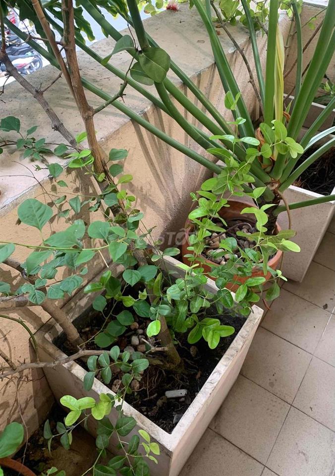 NHÀ RỘNG MỚI, DT 14m Dài SÂNXE THOÁNG, 1 TRỆT 1L 2P. NGỦ + P. làm vie