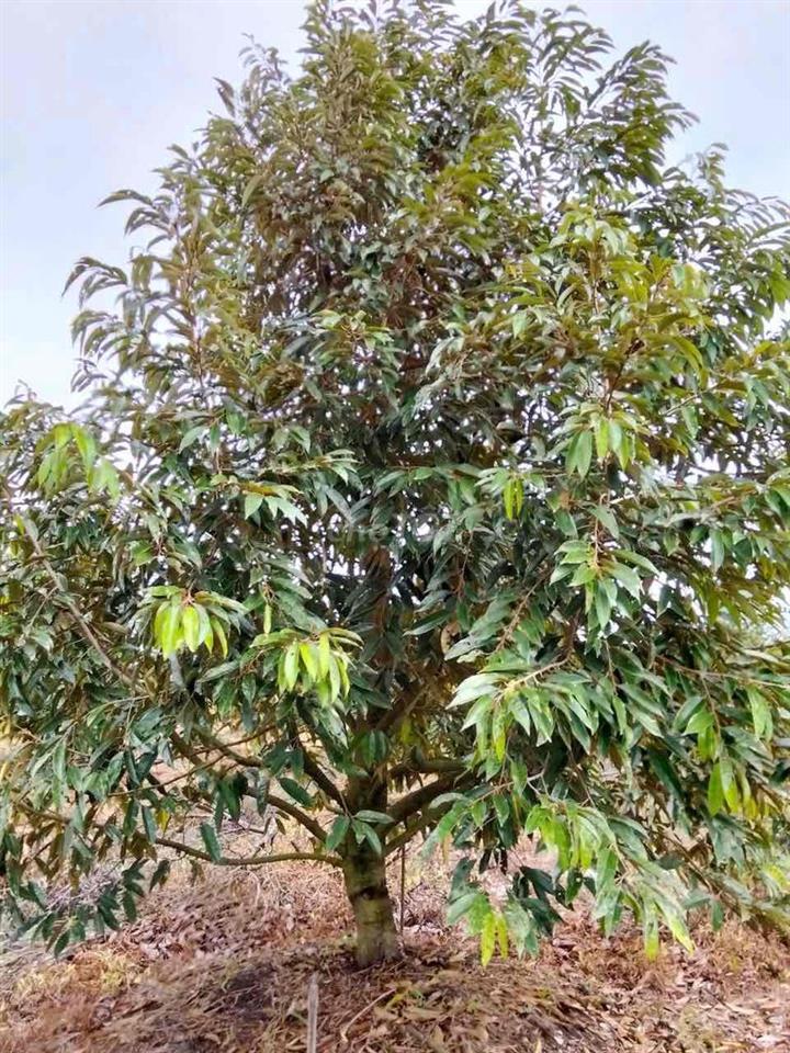 Cần Bán Gấp 8300m2 Vườn Sầu Riêng Thái Lan, Lộ Ô Tô