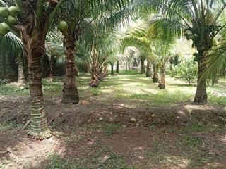 Chính chủ cần bán mảnh vườn ở xã phước thái mới, đường nhựa thông, gần các kcn.