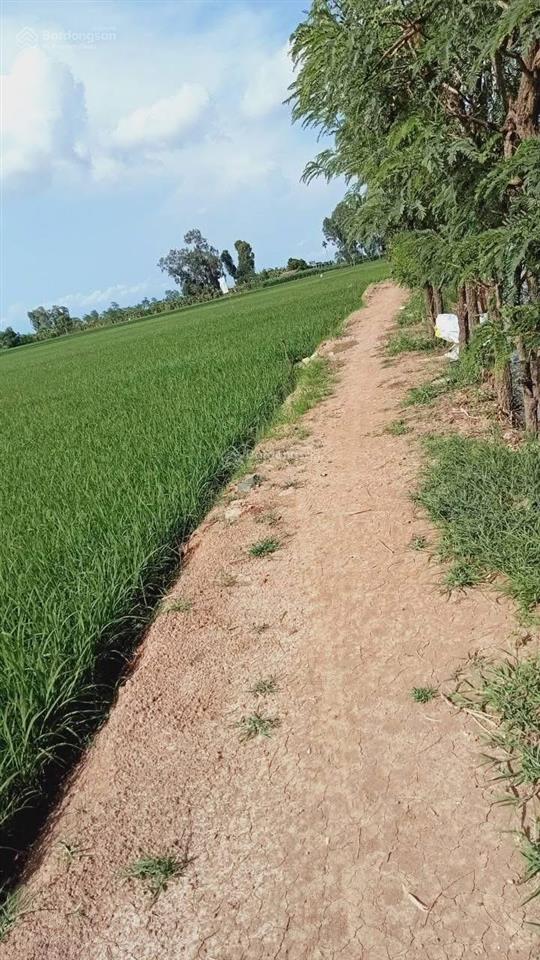 Đất lúa bình nghị, ngay mặt tiền đường kênh, shr thổ cư, 460m2 thổ sẵn, giá đầu tư