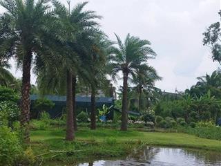 Cho thuê nhà vườn 3000m2 tam đa, q.9