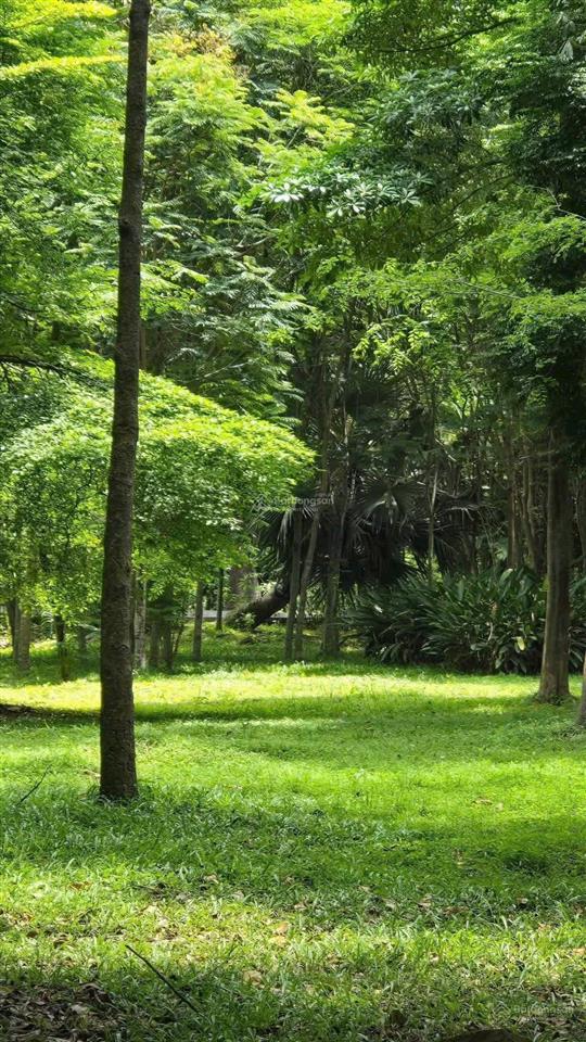 Biệt thự góc orchard mansion 350m giá full 51,528 tỷ không gian riêng tư đẳng cấp tại sycamore