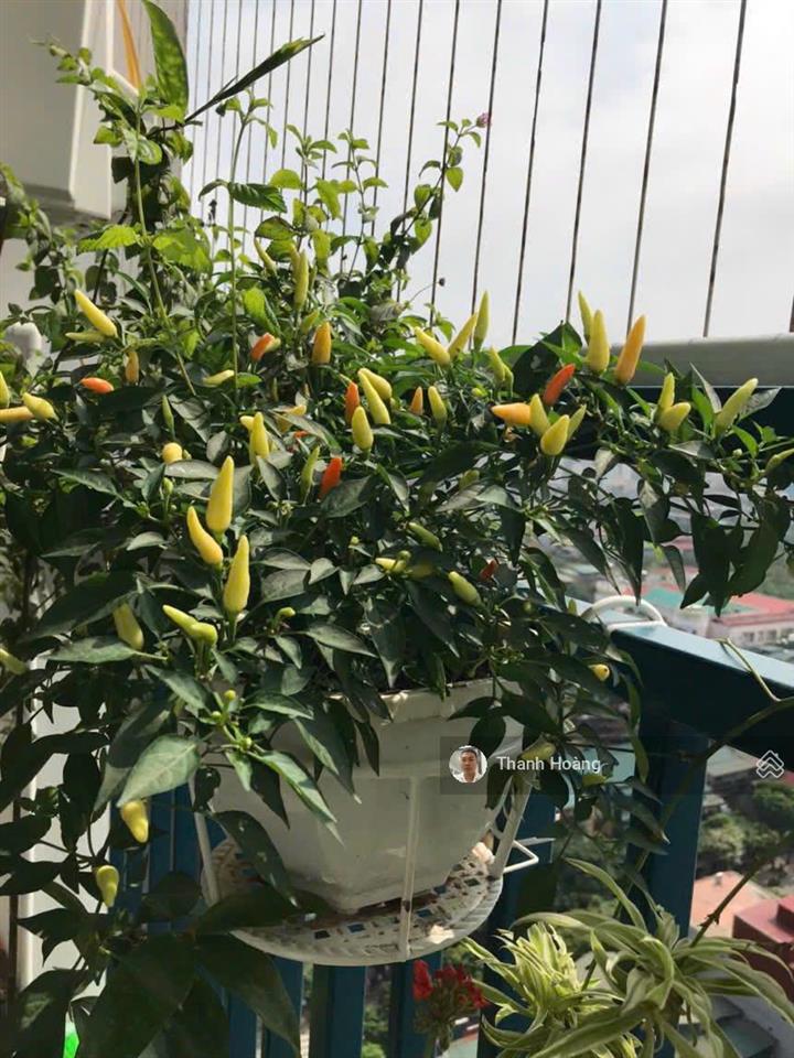 Hàng hót! cần bán gấp căn góc 3pn 113m full nội thất xịn tại dự án az lâm viên 107 nguyễn phong sắc