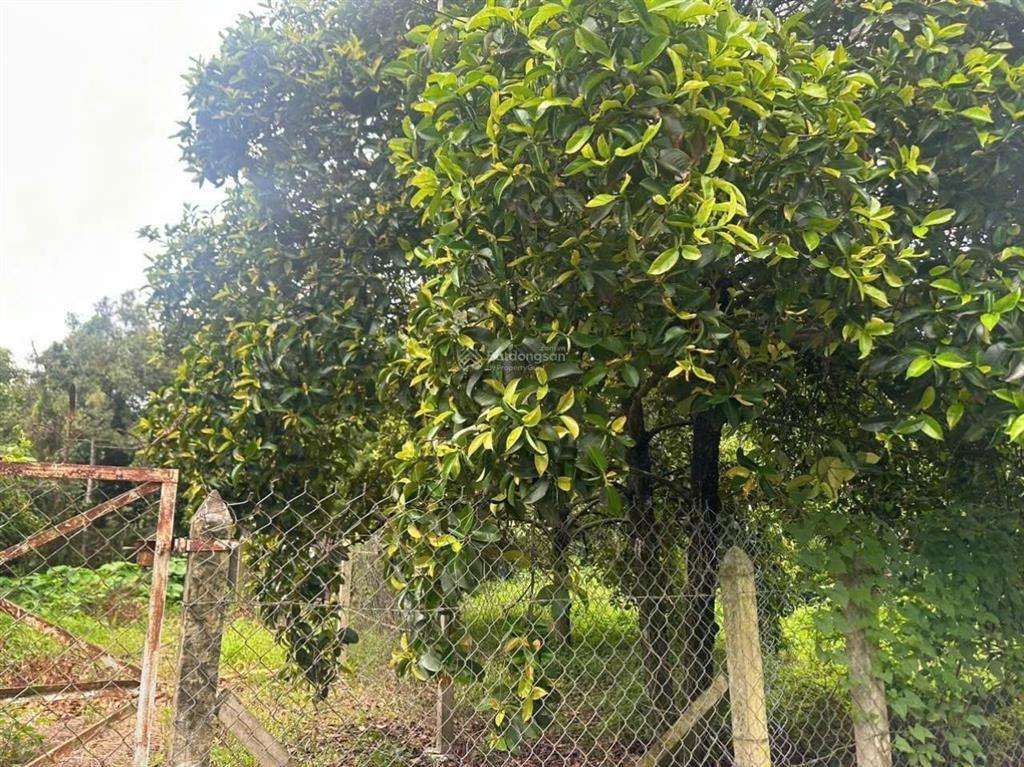 Đất an sơn 38, đường nhựa, 10x24m thổ cư 100m2, trên đất có vườn măng cụt, giá đầu tư được