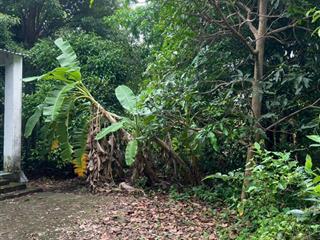 3500m2 đất an sơn 19, giá rẻ chỉ bằng 1/3 so với thị trường, thổ cư có sẵn 300m2