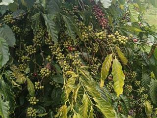 Đất đẹp  giá tốt chính chủ cần bán hơn 5ha đất trồng cà phê tơ đẹp tại xã chư sê, gia lai.