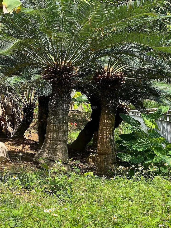 Biệt thự nhà vườn 2000m2 hiếm có  bảo đài, bắc ninh (lục nam, bắc giang cũ) (chính chủ)