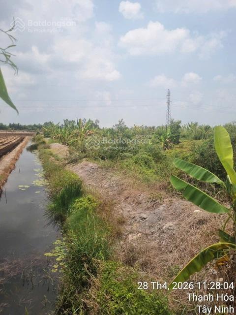Chính chủ bán đất ruộng đã lên líp sẵn tại ấp 2 vụ (đường cái tôm) xã tân thạnh, tây ninh