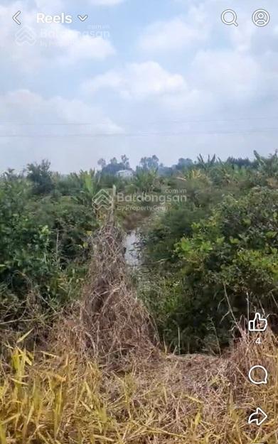 Chính chủ bán đất ruộng đã lên líp sẵn tại ấp 2 vụ (đường cái tôm) xã tân thạnh, tây ninh