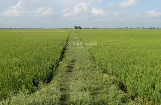 Đất đẹp  giá tốt cần bán 51 công  đất trồng lúa 2 vụ... tân lập  tịnh biên  an giang
