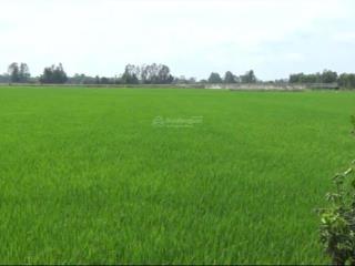 Đất đẹp  giá tốt cần bán 51 công  đất trồng lúa 2 vụ... tân lập  tịnh biên  an giang