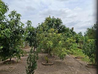 Bán lô đất tặng căn nhà vườn hưng long bình chánh