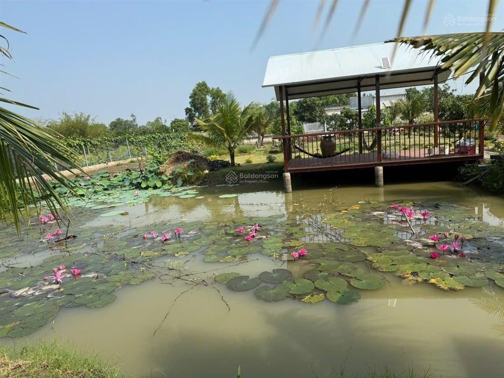 Hot! ngộp ngân hàng giảm sâu ra nhanh lô đất nhà vườn 2200m tân quý tây