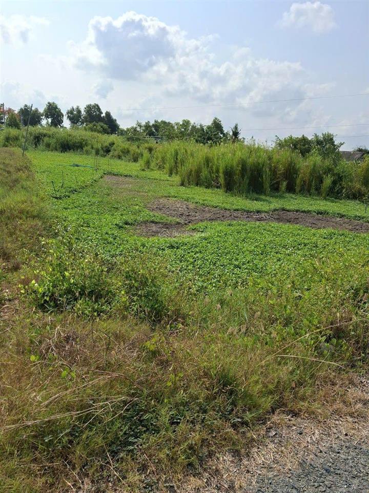Bán lô đất ngộp mặt tiền nhựa 2000m2 tân nhựt