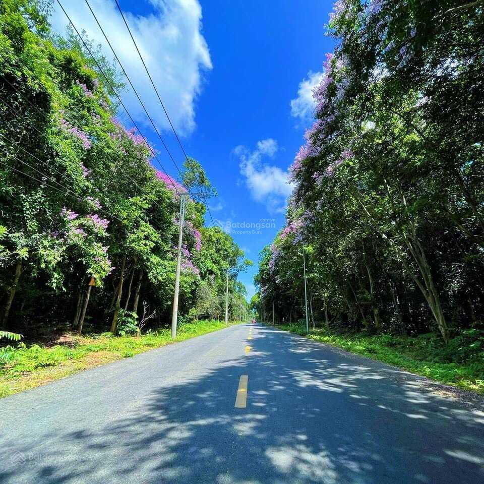 Lô đất view rừng nguyên sinh  biển hồ cốc  hồ tràm  gần cao tốc hồ tràm  long thành