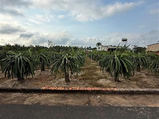 Bán đất xã bông trang 10mx30m có 100m2 thổ cư, đường nhựa khu dân cư, đất đang trồng thanh long