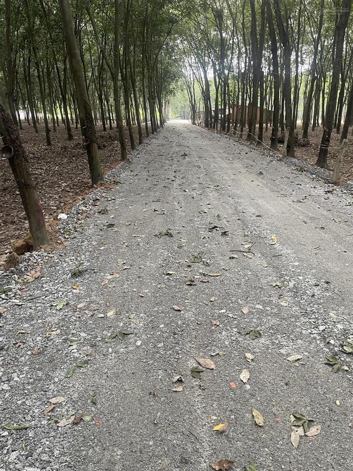 Cho thuê 4.000m đất hòa lợi, bến cát | mặt đường rộng quỹ đất lớn