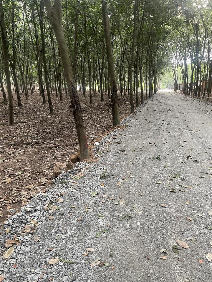 Cho thuê 4.000m đất hòa lợi, bến cát | mặt đường rộng quỹ đất lớn