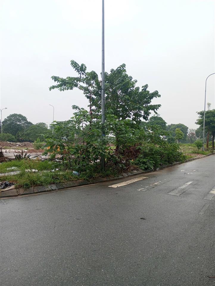 Bán lúa non tđc đông trù  80m2  sát trường ngô quyền  mt 5m đường ô tránh 7m  vỉa hè