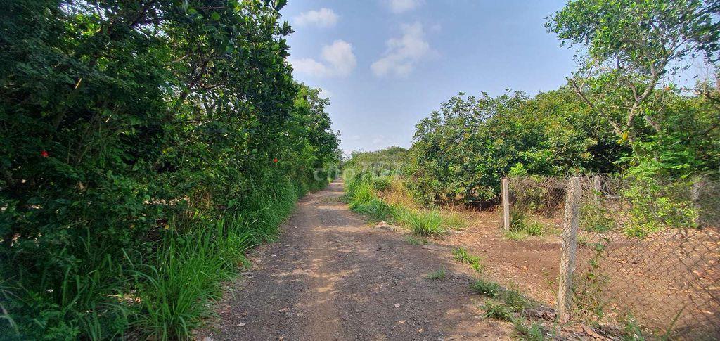 CHÍNH CHỦ CẦN BÁN 1600M2 ĐẤT 29X65M