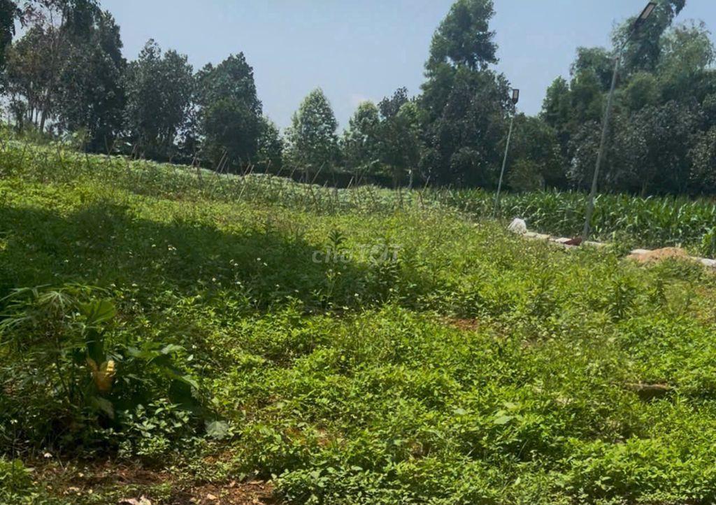 CHO THUÊ HƠN 4.000M² ĐẤT ĐƯỜNG TẢI VÀO TẬN ĐẤT THANH SƠN, LƯƠNG SƠN
