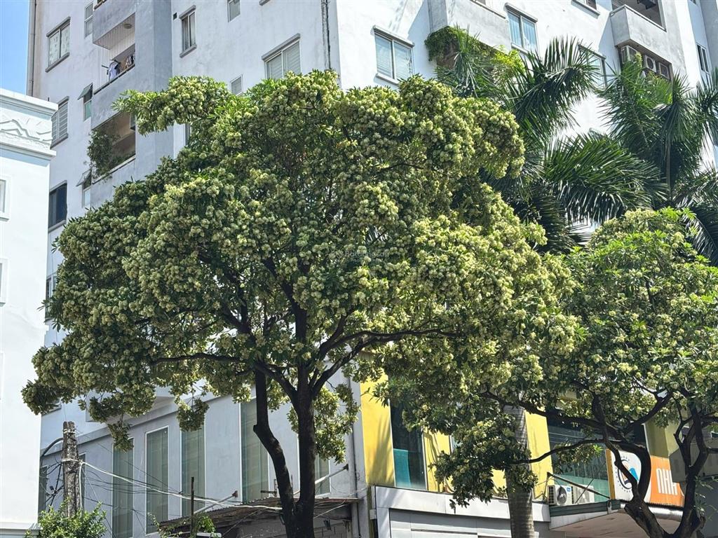 Bán đất mặt ngõ 66 ngọc lâm long biên ngõ thông, ô tô tránh, giá rẻ.