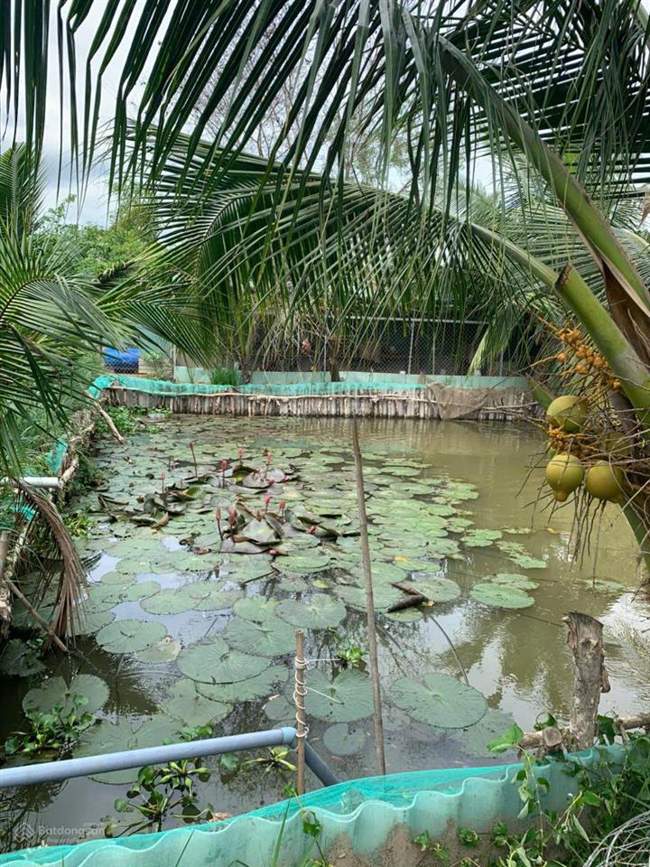 Cho thuê nhà vườn 1.200m² bình chánh hồ sen, sân rộng, nhiều cây xanh, ô tô vào tận nhà