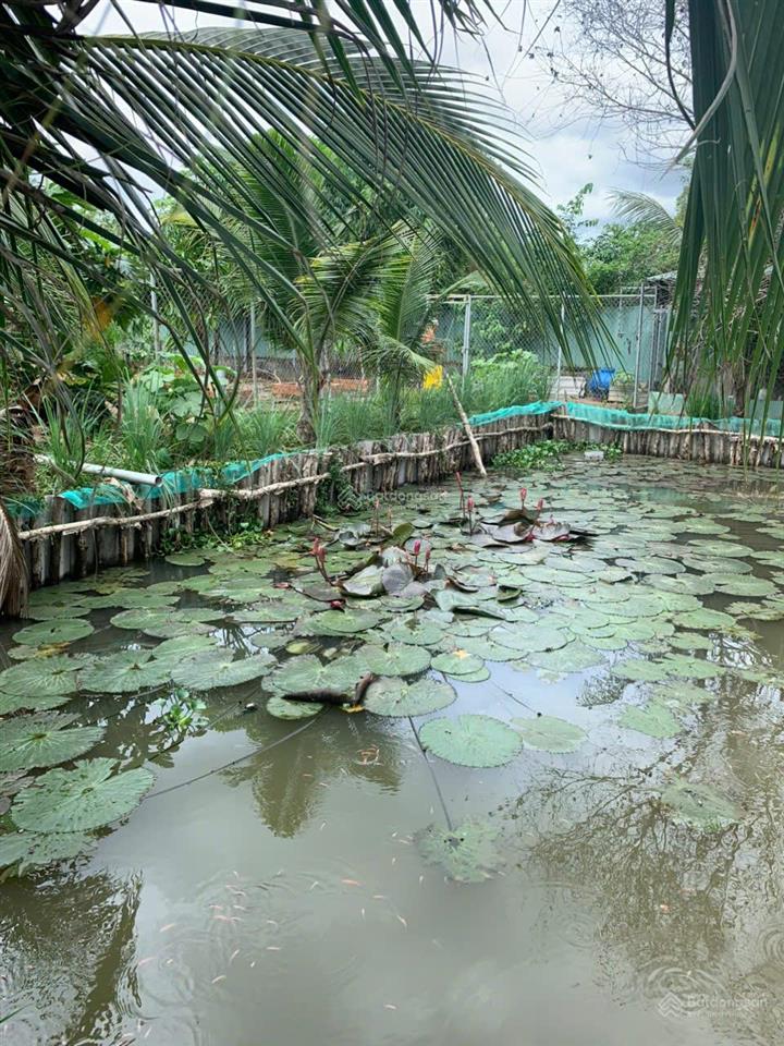 Cho thuê nhà vườn 1.200m² bình chánh hồ sen, sân rộng, nhiều cây xanh, ô tô vào tận nhà